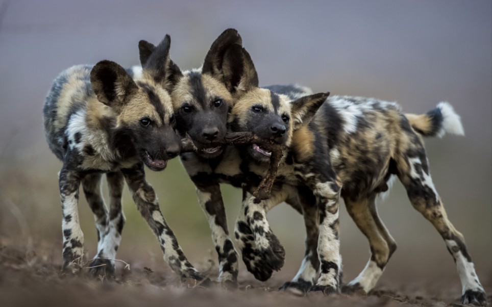 非洲野犬群体争食幼畜