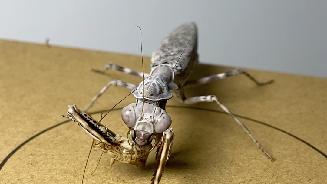 印尼双盾螳螂/绞螳喂食蟋蟀