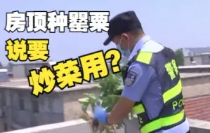 Download Video: 女子房顶种罂粟被查称炒菜用 民警：你别炒菜 这不是芹菜