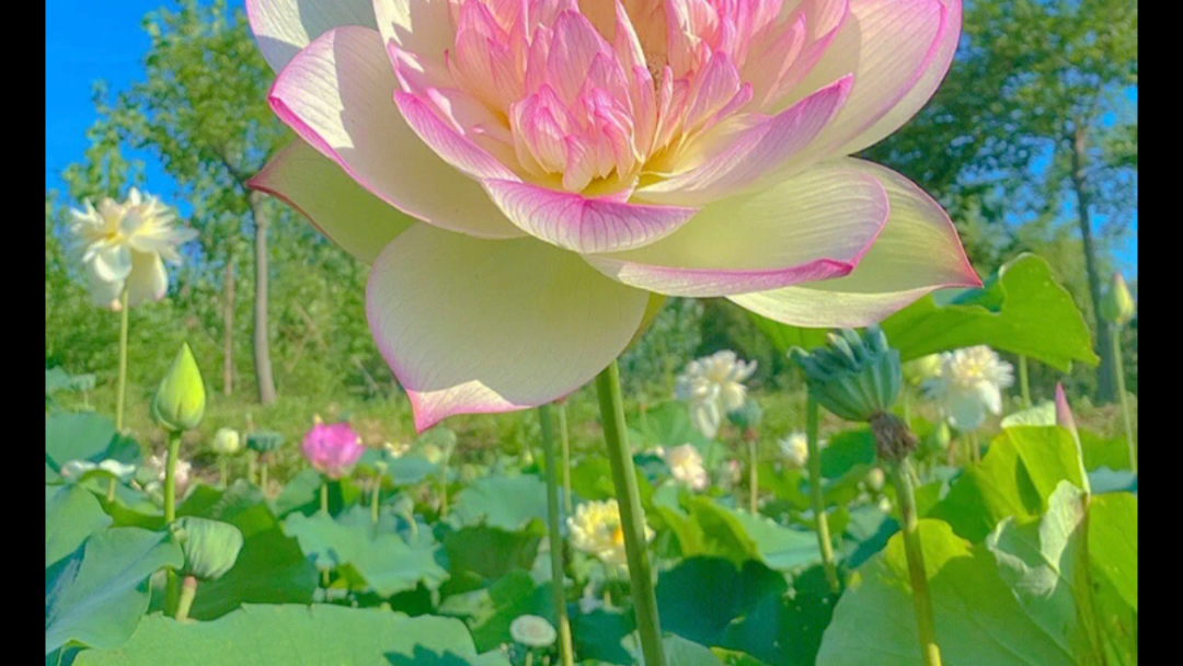夏天独特的美,看了心情都美美哒,特别治愈