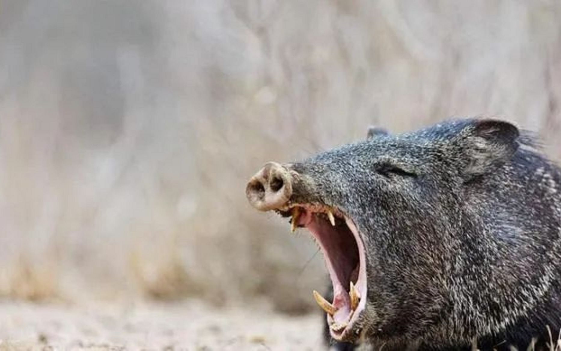 人猪矛盾激化!陕西野猪20万头,"杀猪令"杀死的野猪肉能吃吗