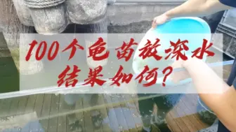 Download Video: 把100个刚出生的龟苗放在七八十公分的户外的深水池里，结果会如何？