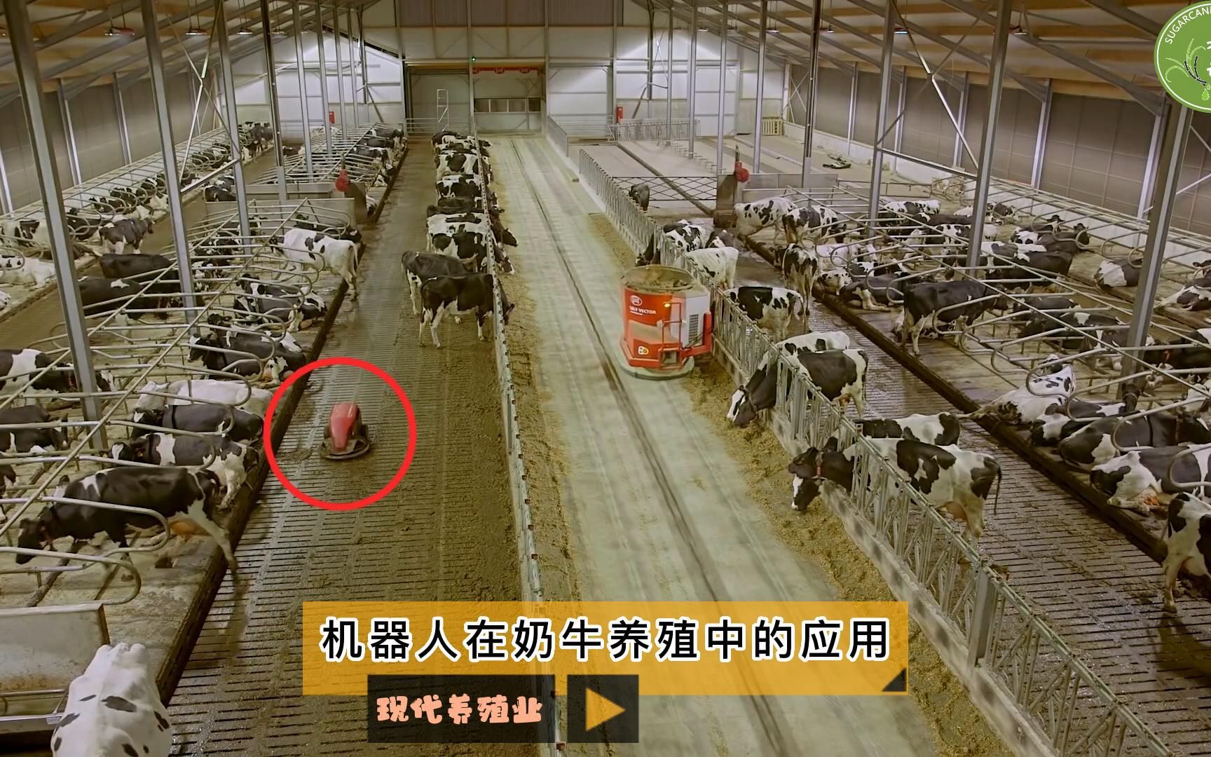 现代养殖业之——机器人在奶牛养殖中的应用(老王讲糖系列视频)