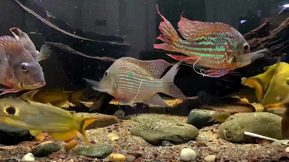 南美缸食土鲷混养