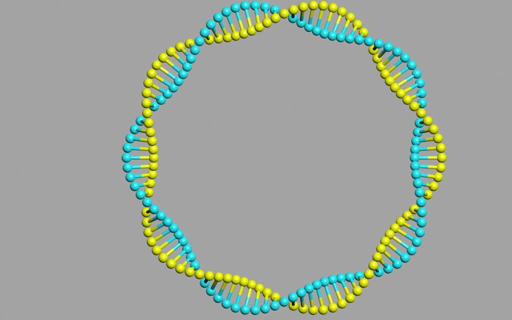 环形dna