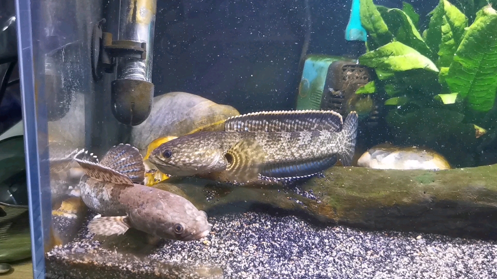 库存,钴蓝雷龙配对