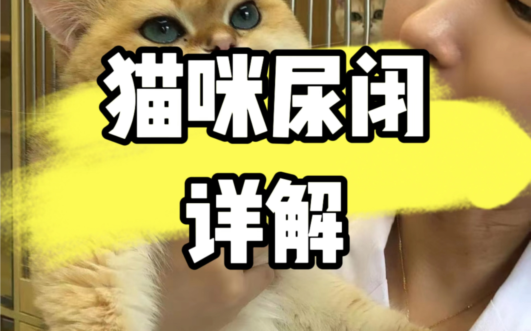 什么是猫咪尿闭?如何预防尿闭?哔哩哔哩bilibili