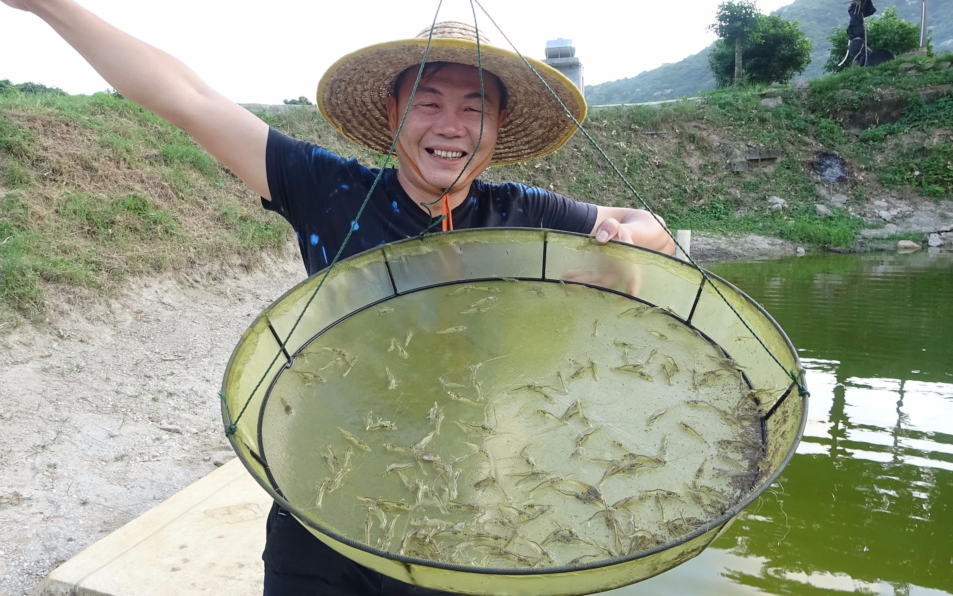 老林新养的虾苗18天了,改良后的养殖方法很有效,成活率高长得快