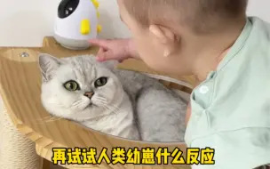 Download Video: 猫咪对人类幼崽有多宽容