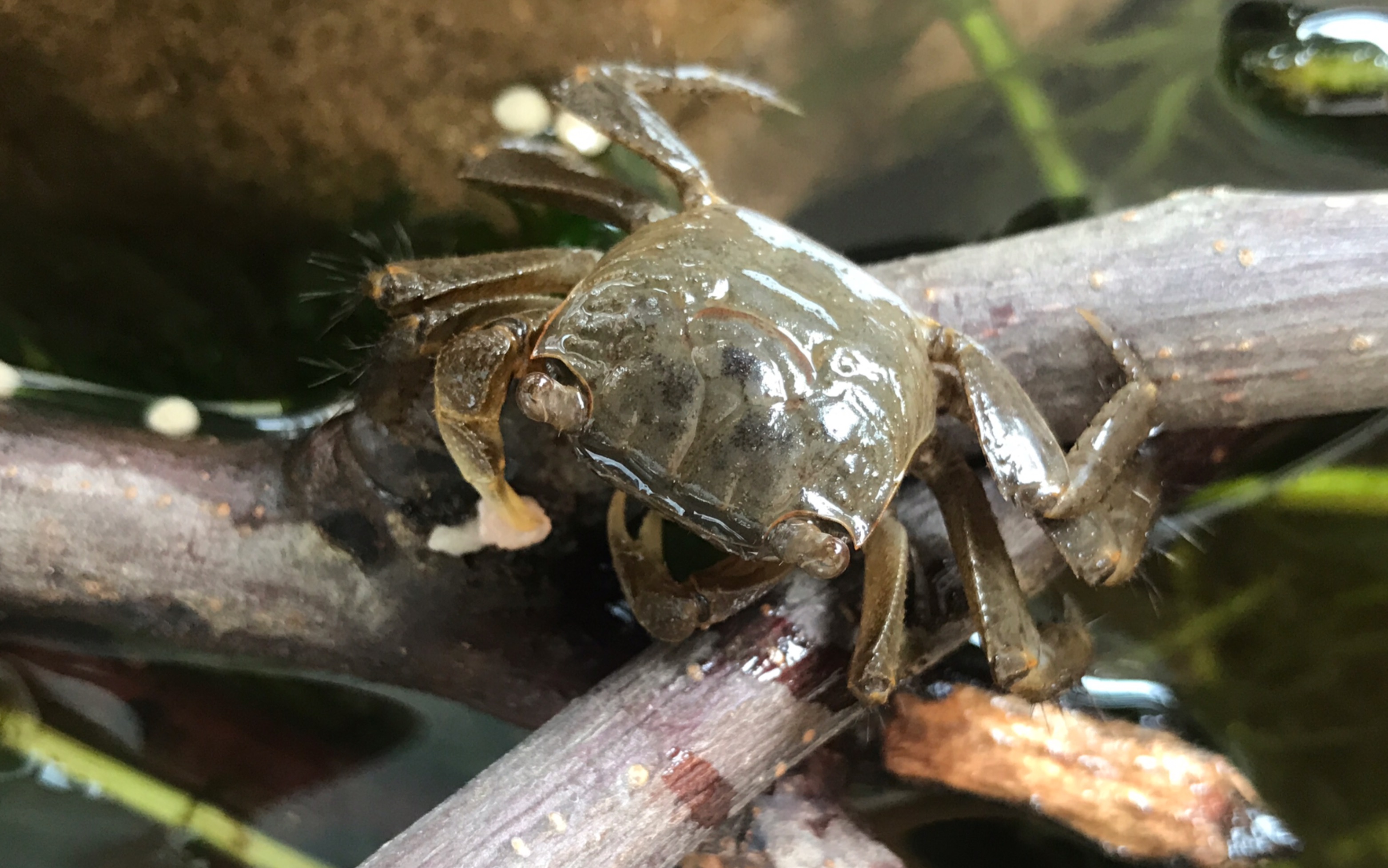 【无齿螳臂相手蟹】接食猪肉