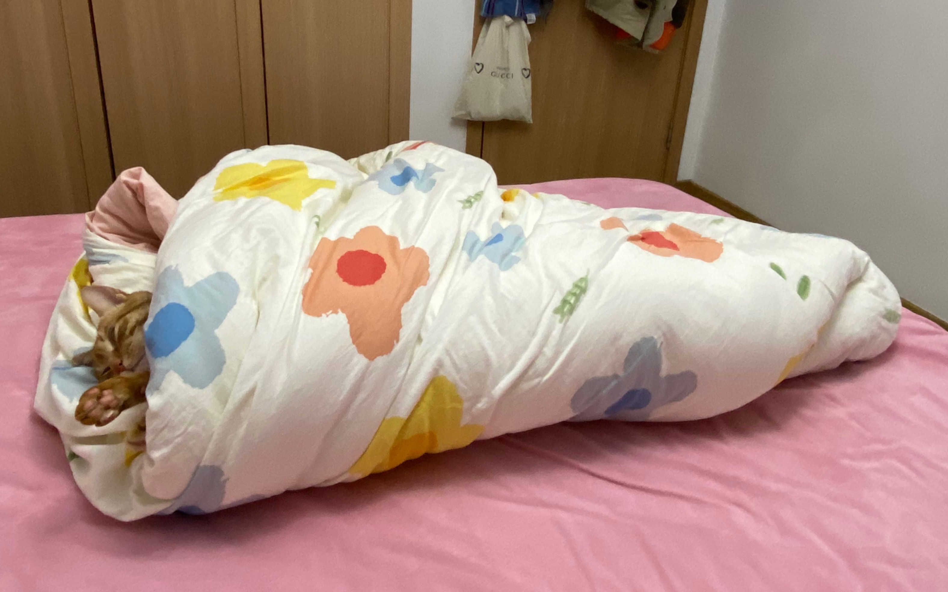 如果把猫咪包成蛋卷会怎么样?