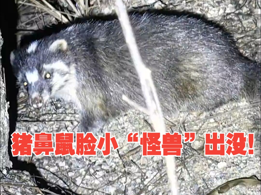 猪鼻鼠脸小“怪兽”!市民在珠海板樟山发现一只疑似国家三级保护动物鼬獾哔哩哔哩bilibili