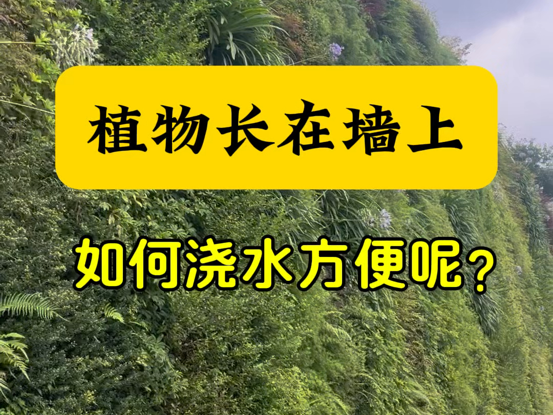 一款用于立体绿化的智能灌溉系统,免人工灌溉节省成本,也能更加精确地为植物墙提供水分.#边坡绿化 #生态修复 #护坡绿化 #固化纤维土哔哩哔哩bilibili