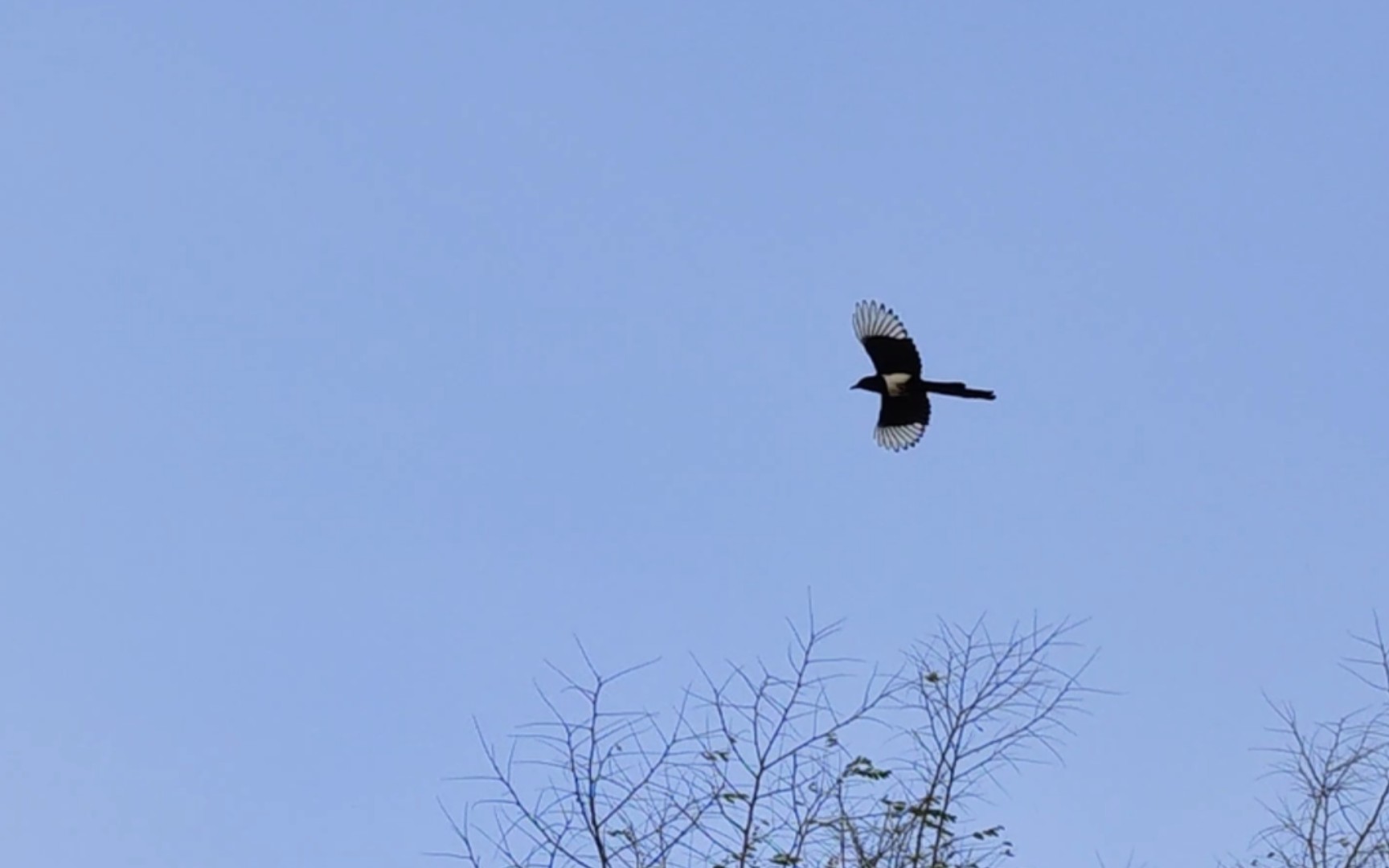 吉祥鸟喜鹊,有一双独特的翅膀