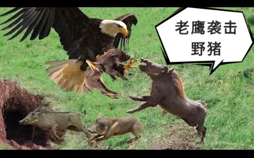 老鹰偷袭小野猪,被老野猪追上狂咬!