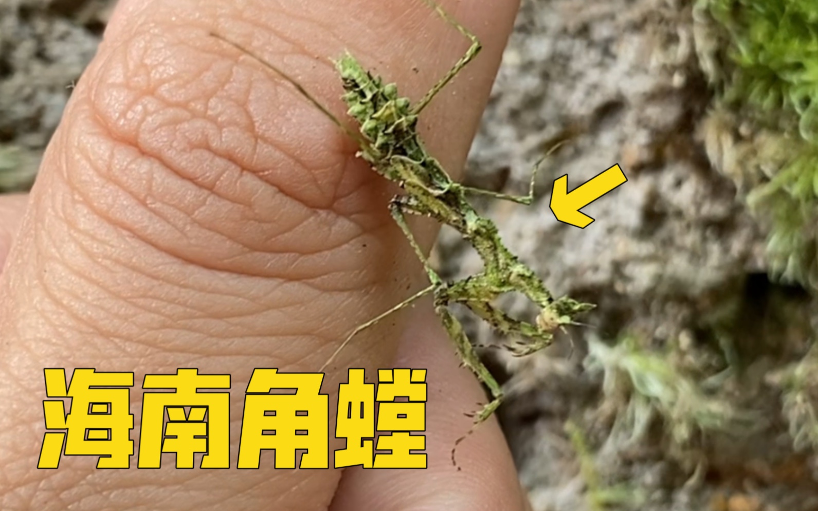 全站唯一 野生的海南角螳出现了!