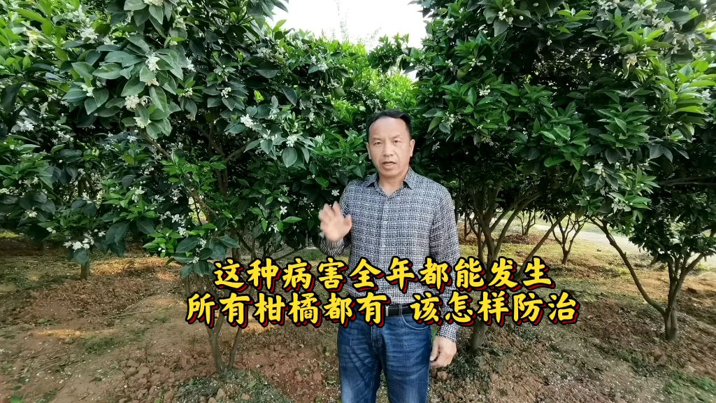 柑橘砂皮病,典型欺软怕硬,培养健康树势就能抵抗它.其实生物界都是这样,你强它就弱,你弱它就强!只有自己强大,才不会被别人欺负!哔哩哔哩...