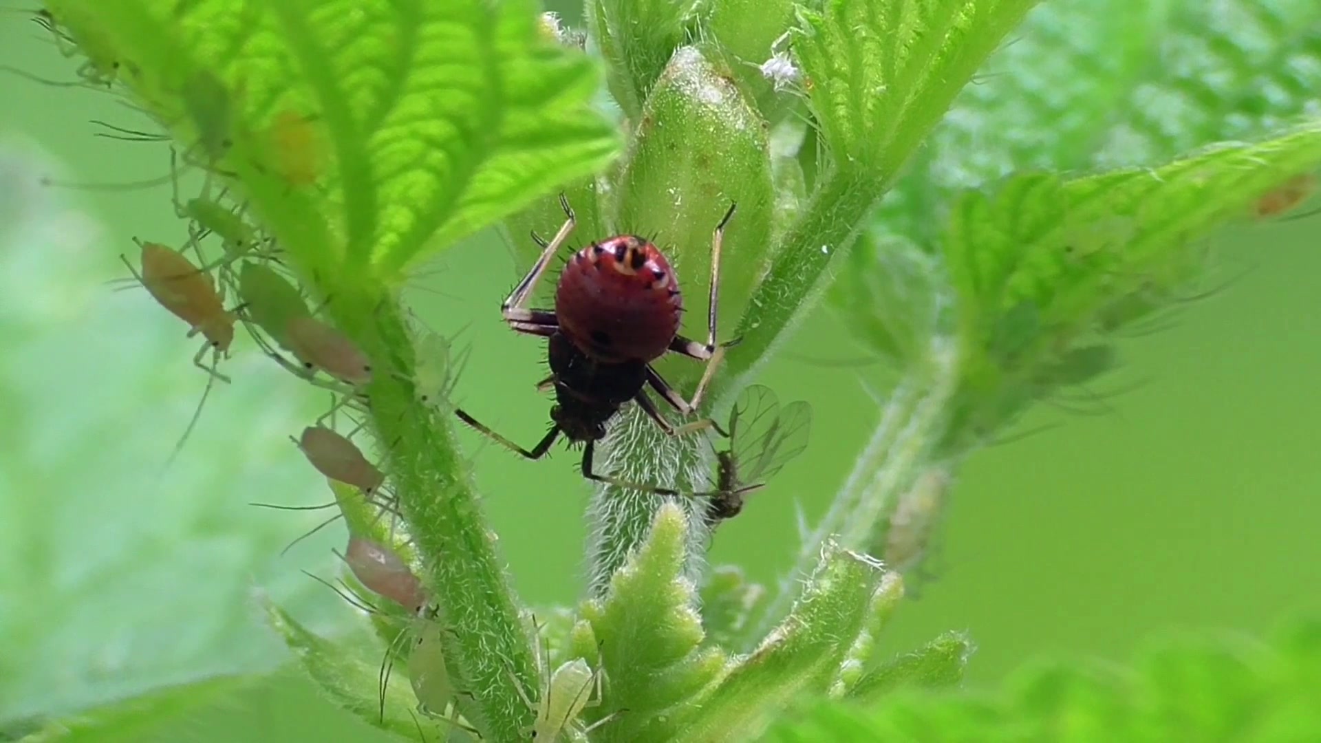 高清镜头下放大的蚜虫这样看也是很美