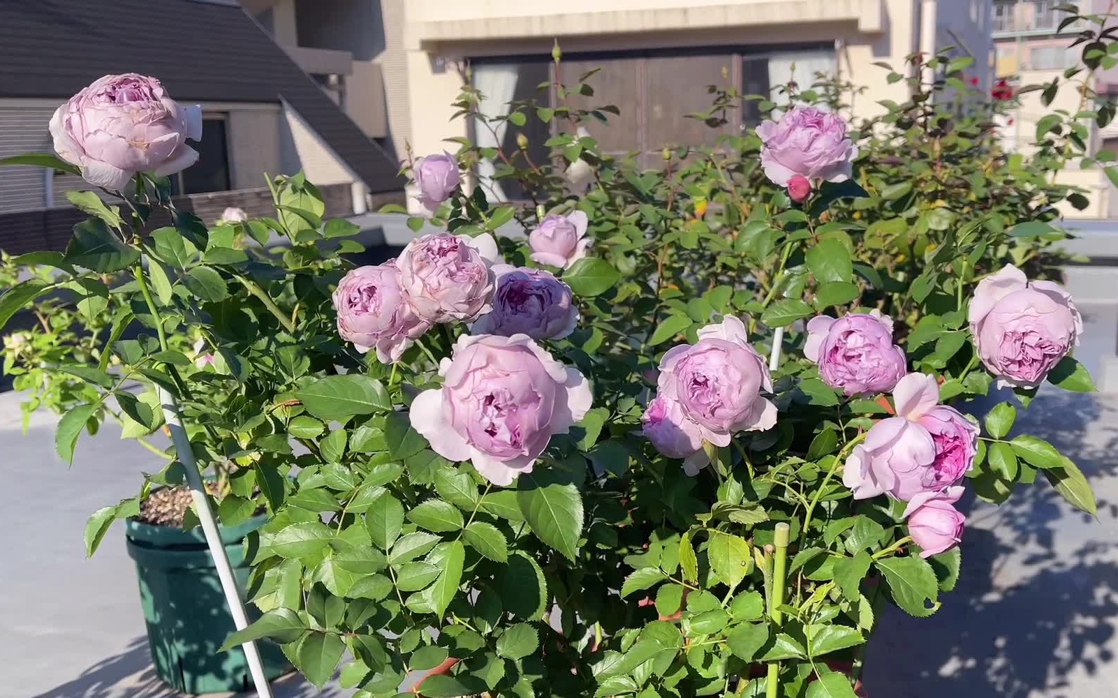 【月季|秋花|丽拉】丽拉来我家一周年纪念—由于施肥过量而变成胖仙女