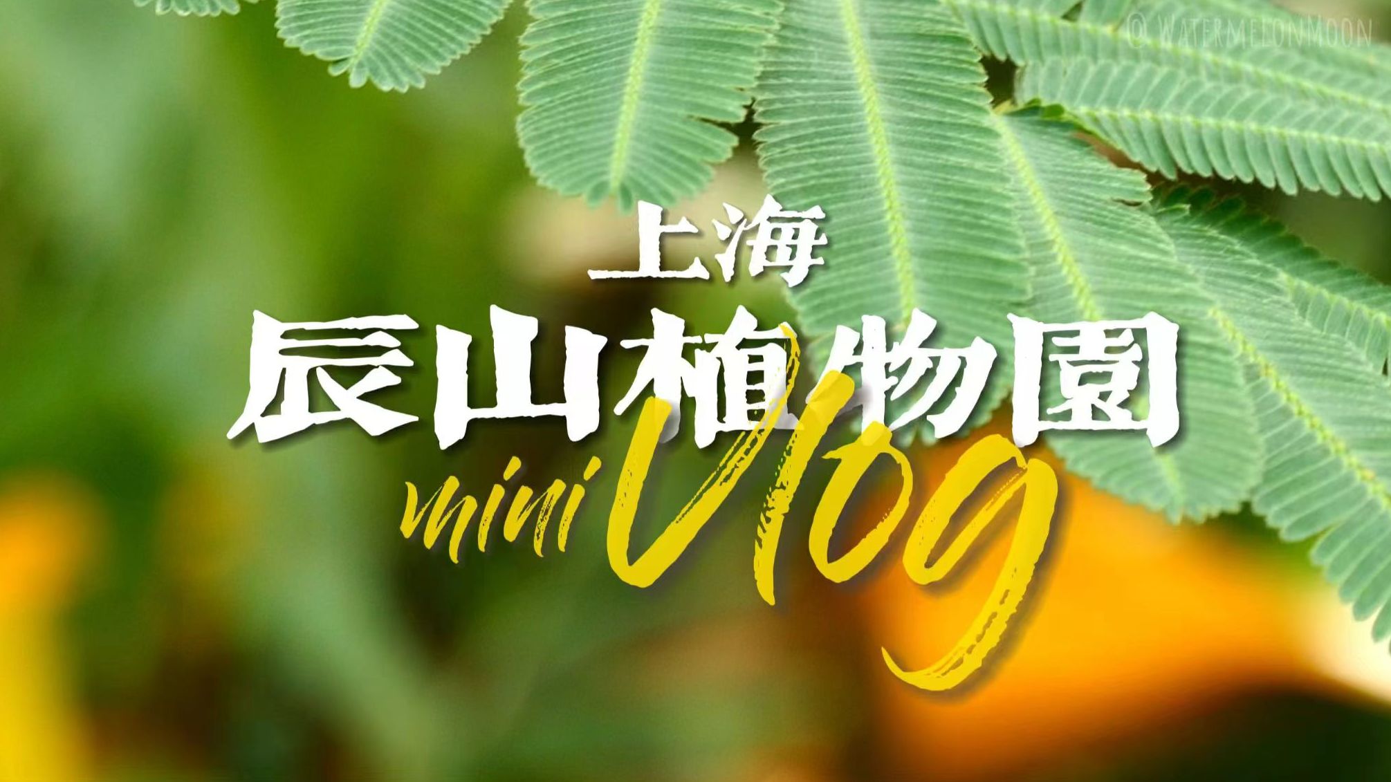 【2023记忆碎片·02】"我很喜欢那个夏天"|七月の上海辰山植物园