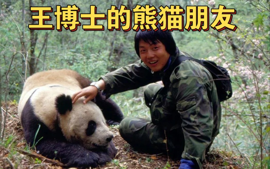 王大军博士野外科考时遇到熊猫妈妈娇娇,娇娇把自己的第三个宝宝托付
