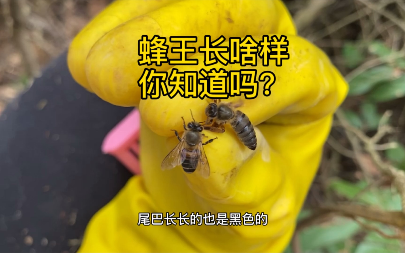 被成千上万只工蜂伺候的蜂王长啥样?你看的出来吗?哔哩哔哩bilibili