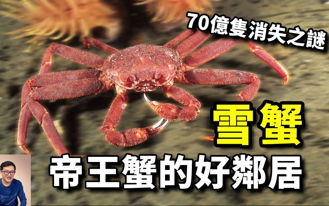 随帝王蟹四处入侵,却在原产地神秘消失,阿拉斯加雪蟹到底去哪了呢?