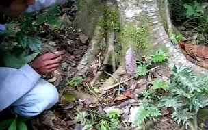 Скачать видео: 秘鲁亚马逊雨林野采捕鸟蛛，大板根里钓出大蜘蛛真的太好玩啦！