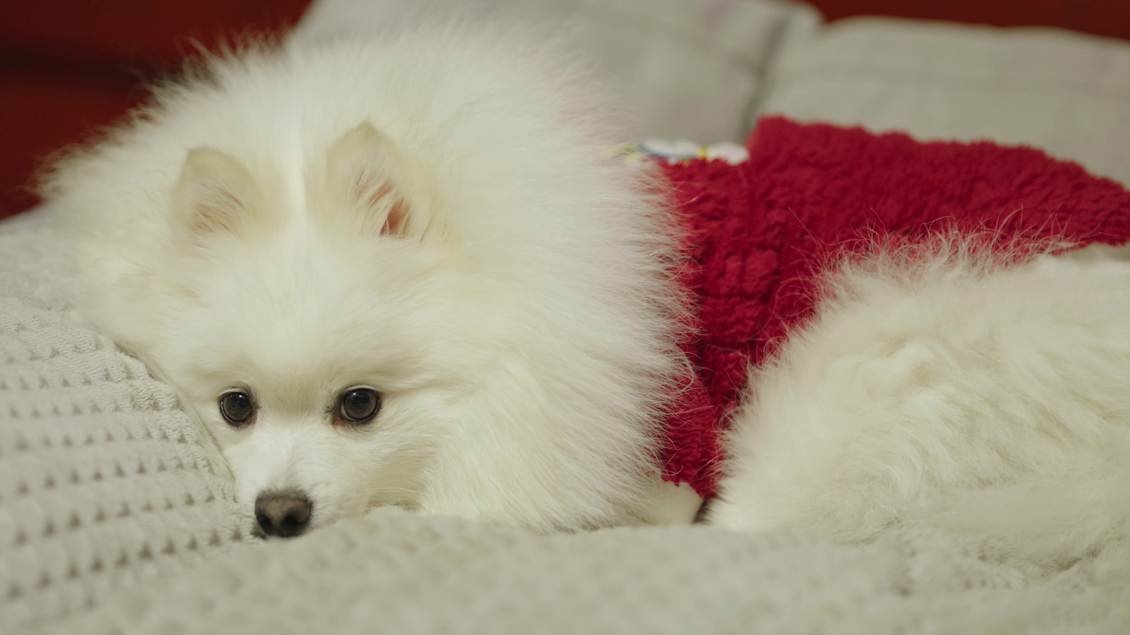 新年夜困迷糊的修狗原声