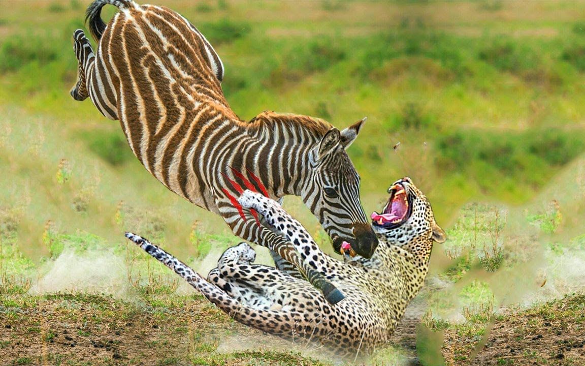 三头猎豹围攻一只角马,角马群瞬间乱作一团_哔哩哔哩_bilibili