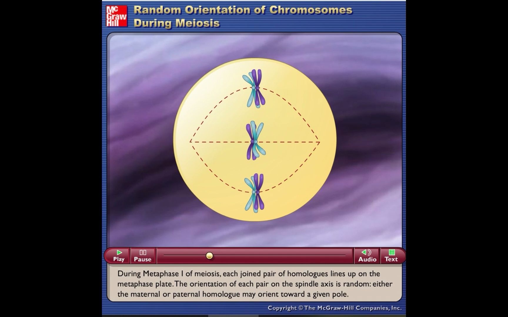 减数分裂中染色体的方向性Random Orientation of Chromosomes During Meiosis动画哔哩哔哩bilibili