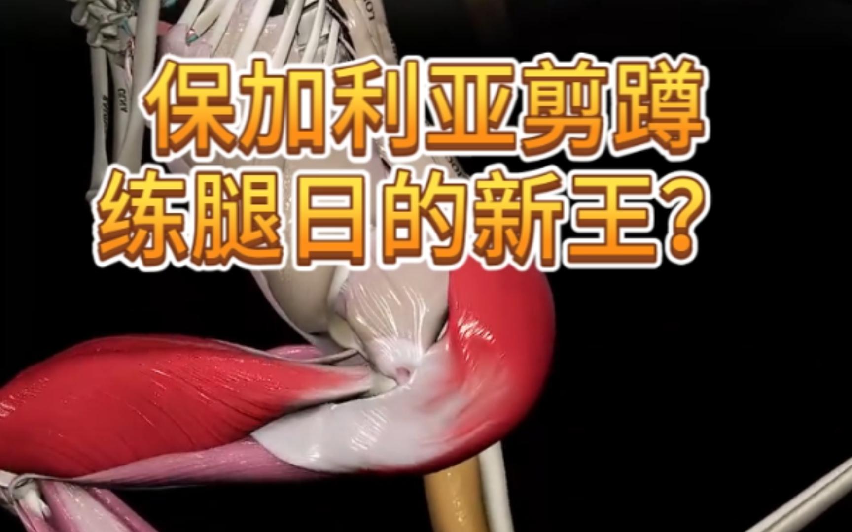 保加利亚剪蹲:练腿日的新王?