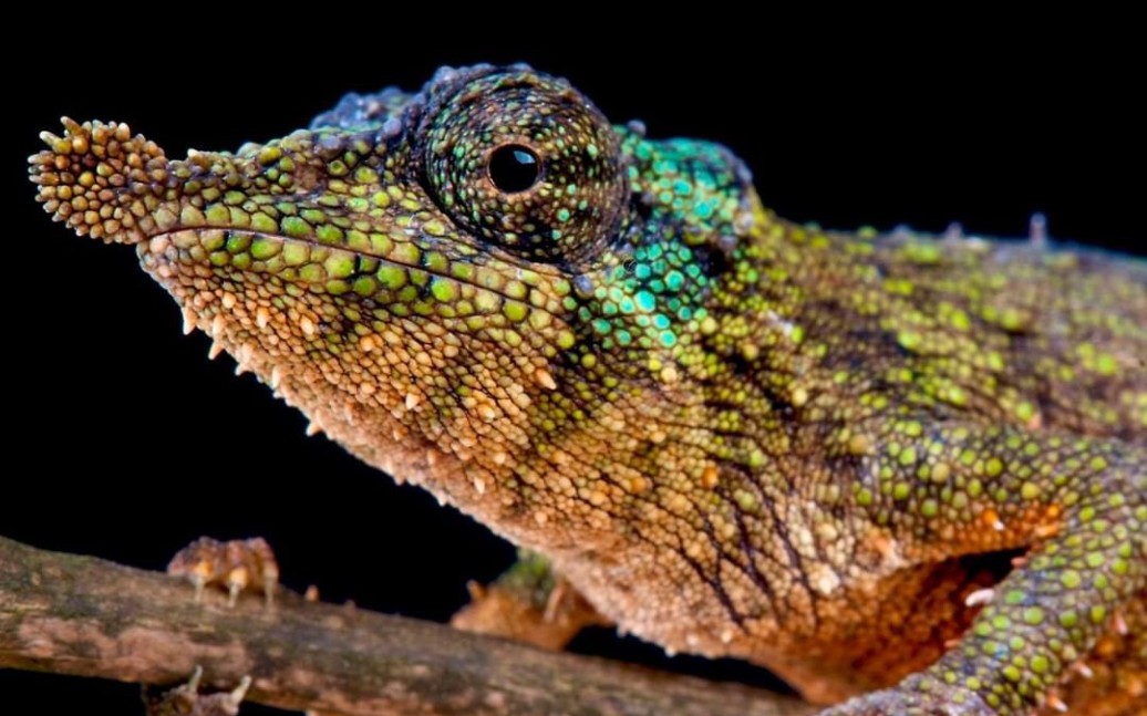 棘刺枯叶变色龙成体公捕食慢放