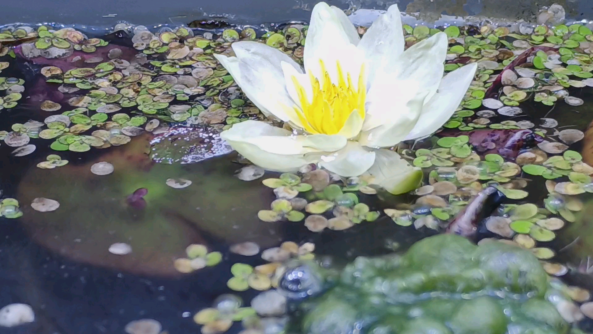睡莲的花,第二天会比前一天大一点