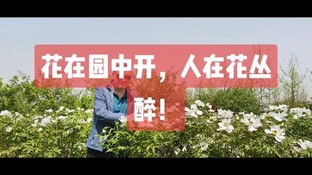 [图]《花在园中开，人在花丛醉》