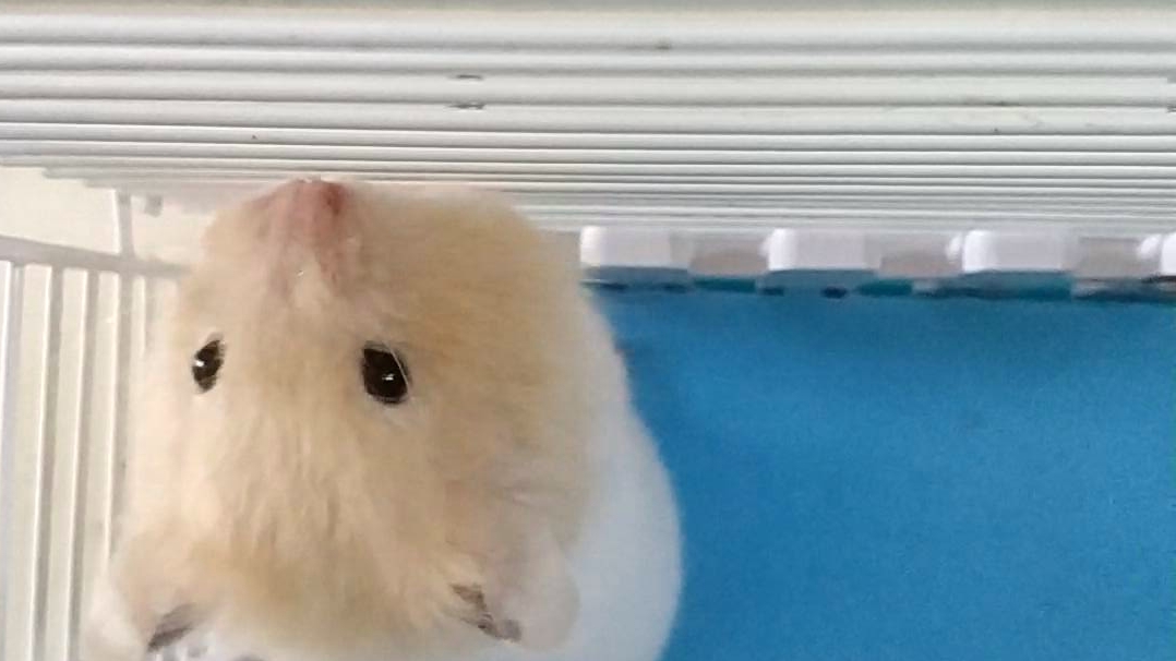 你以为仓鼠的颊囊有多大?(91~▽~)91_哔哩哔哩_bilibili