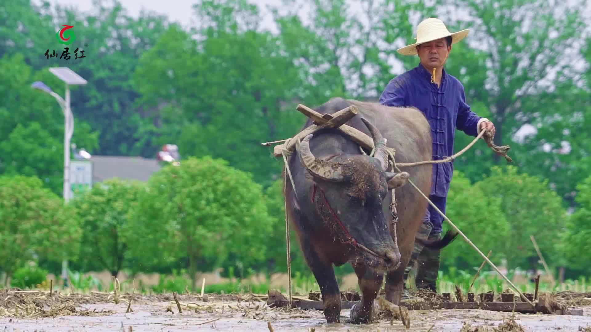 [图]农村大叔找来耕牛，用最原始的方法插秧，把牛都累坏了，我敢说00后肯定没见过