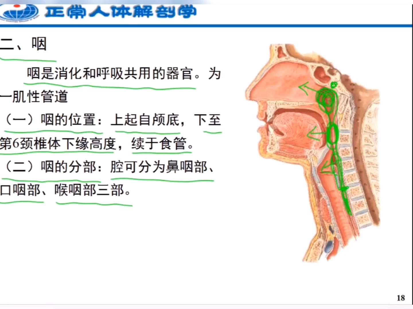 人体解刨学:消化管 咽哔哩哔哩bilibili