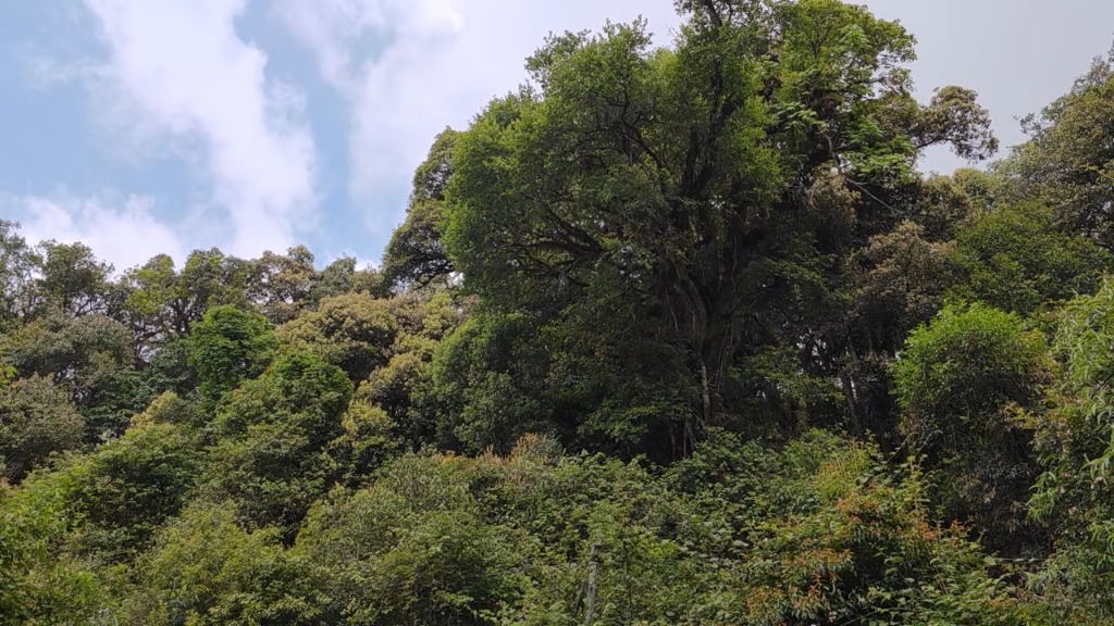 [图]哀牢山原始森林的鸟类歌唱家