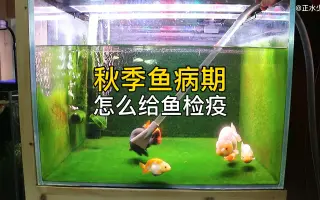 鱼鳃病 哔哩哔哩 Bilibili