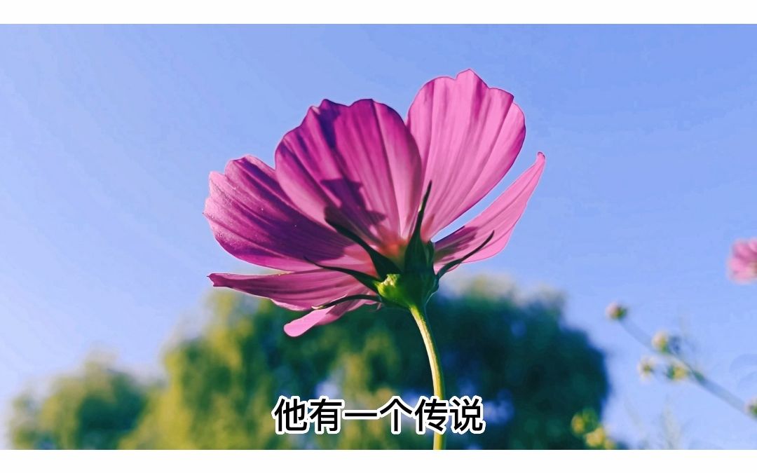 如何给花店起名?试试寓意法~哔哩哔哩bilibili