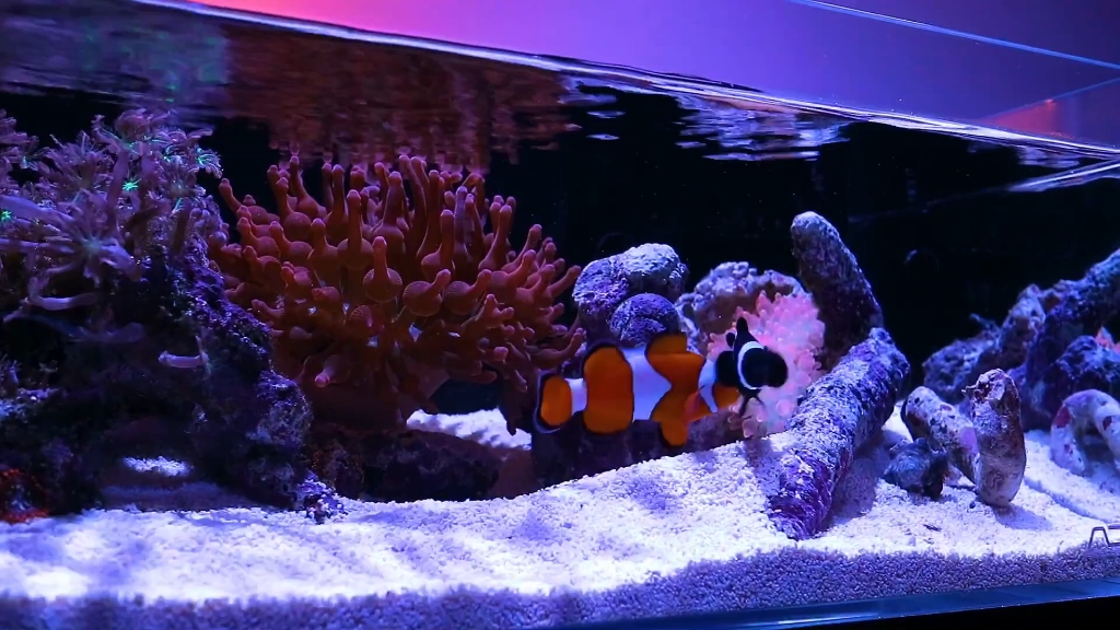 【海缸】饲养一对小丑鱼