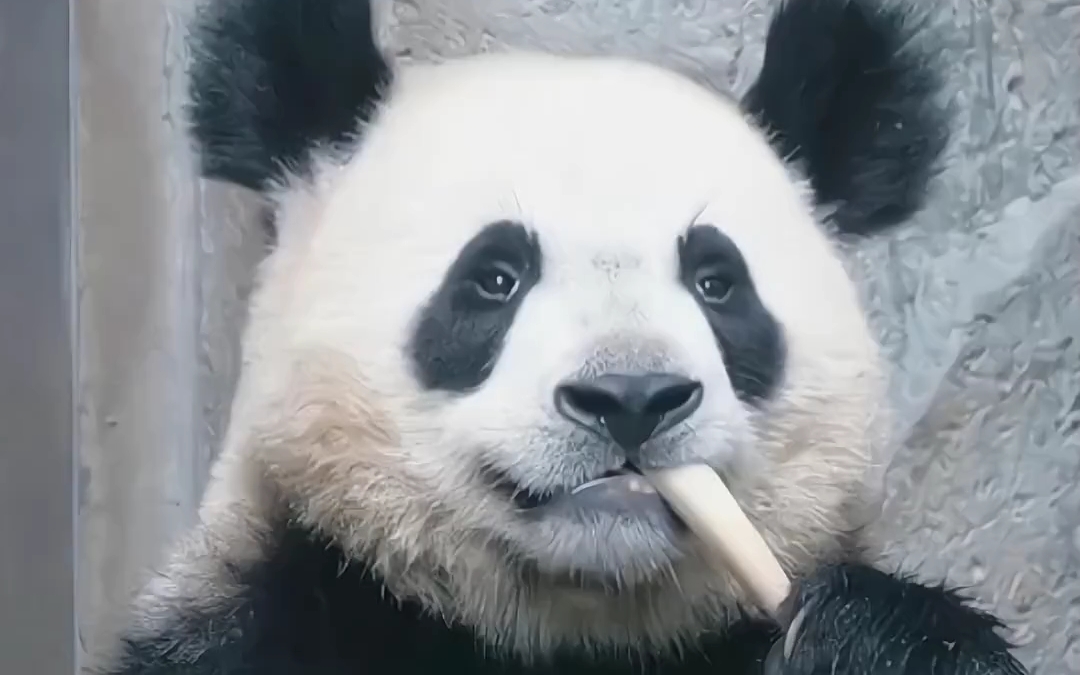 这两只炸毛耳朵太有代表性了吧