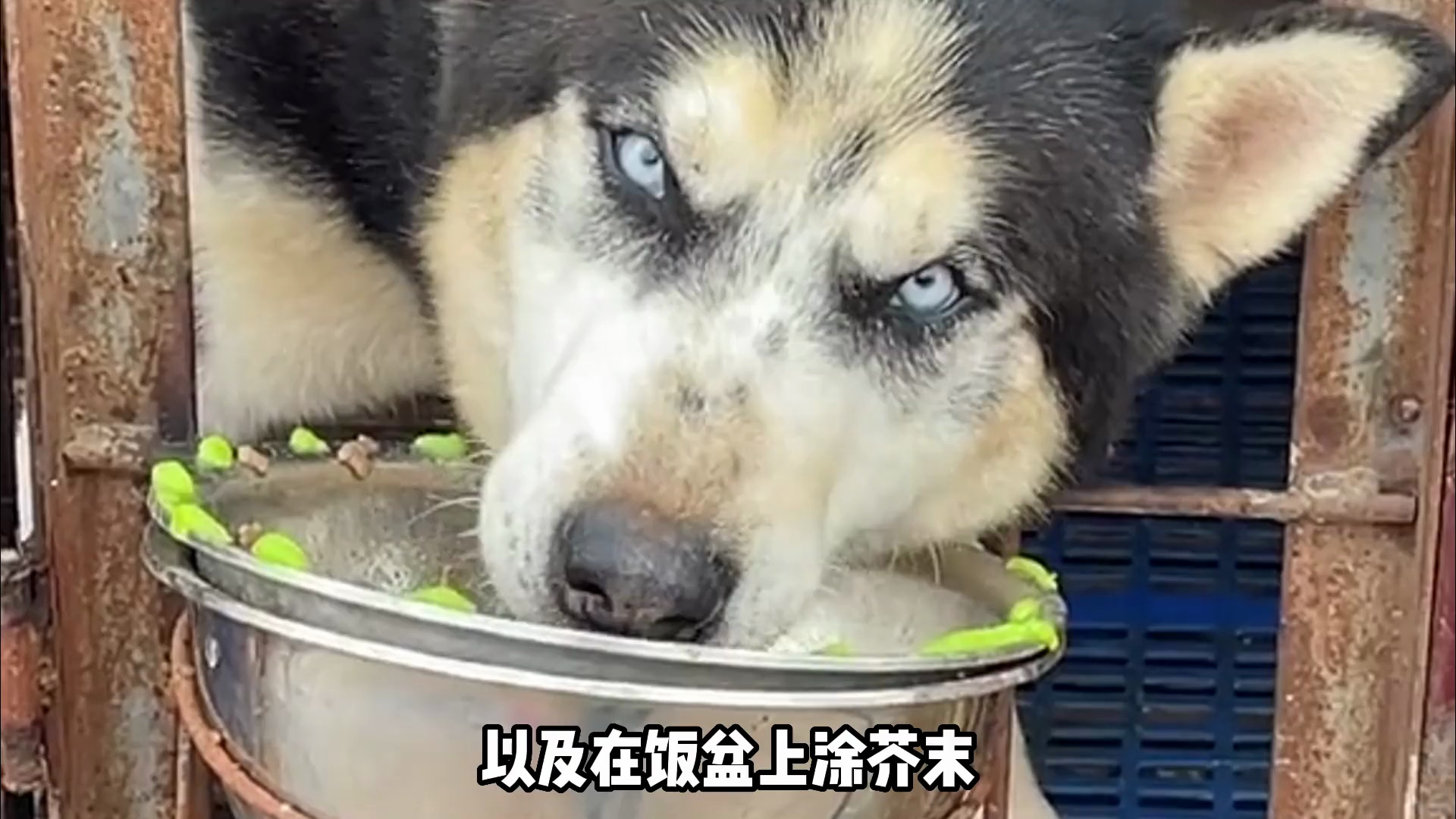 全网最会抢饭的二哈,连藏獒和德牧都不放眼里,号称狗界干饭王#萌宠