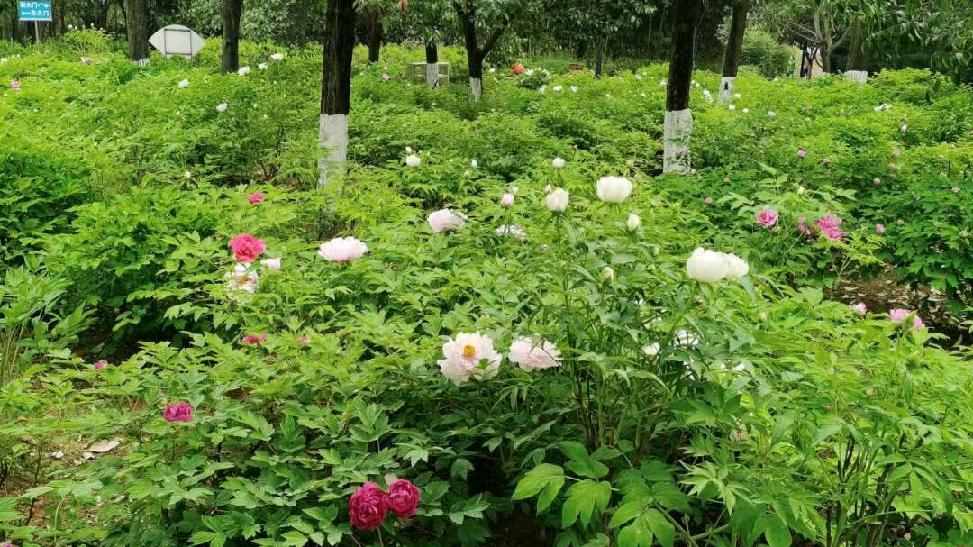 [图]牡丹花下死，做鬼也风流。