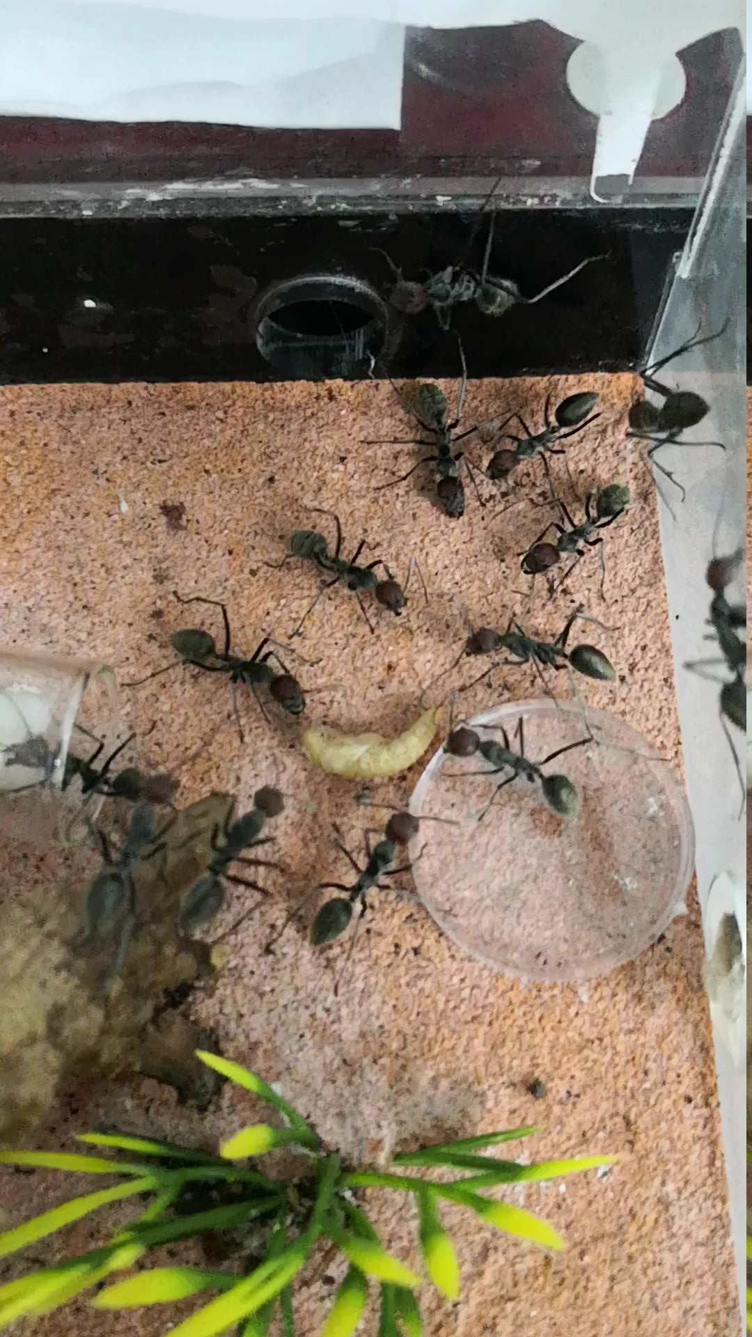 红头弓背蚁喂食面面之一