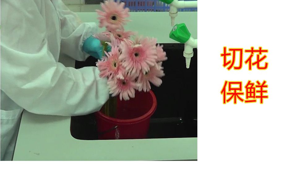 【实验】植物生长物质6BA激素对切花保鲜的作用哔哩哔哩bilibili