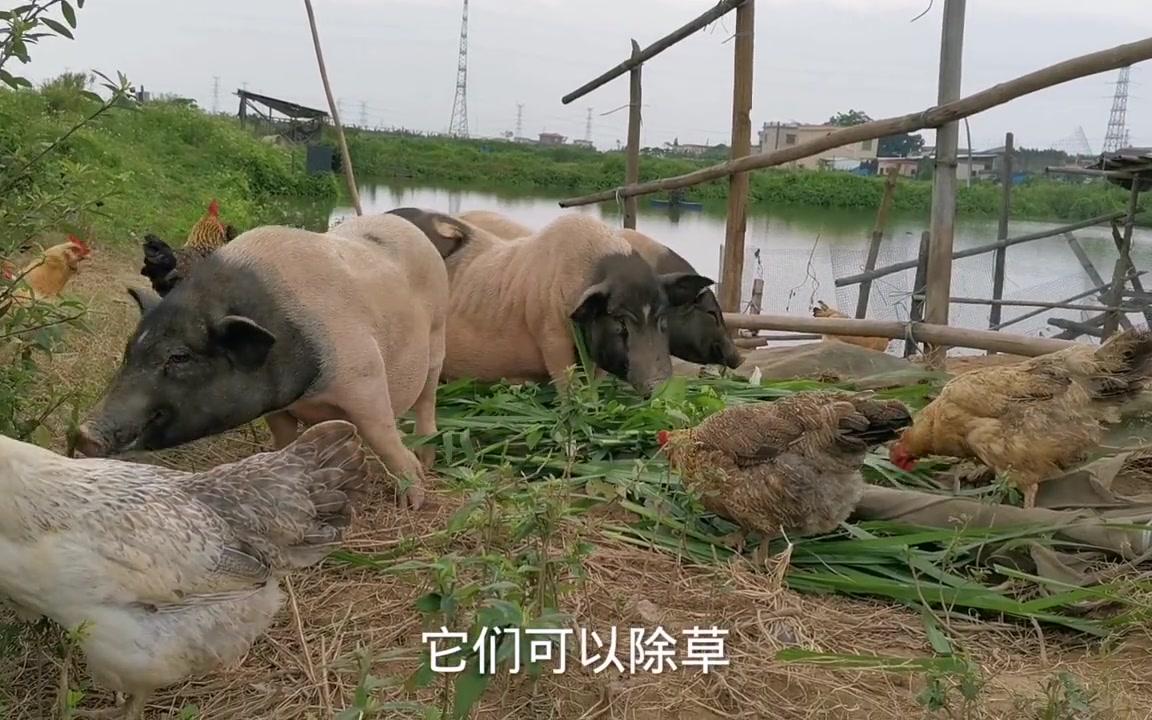 体型小又古老的巴马香猪,农户都放弃,波哥却爱不释手,看怎么养哔哩哔哩bilibili