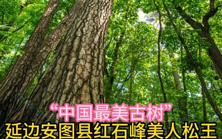 “中国最美古树”延边安图县红石峰美人松王哔哩哔哩bilibili