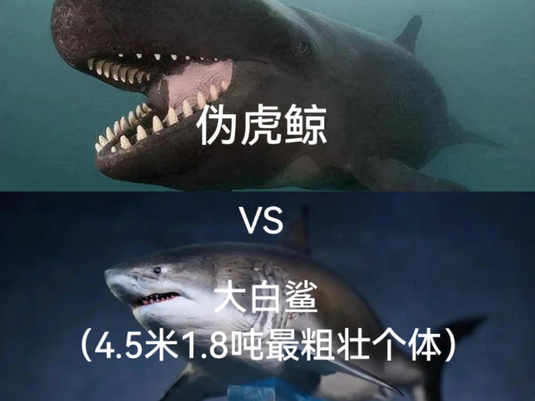 论战 大白鲨(极端粗壮个体)vs伪虎鲸